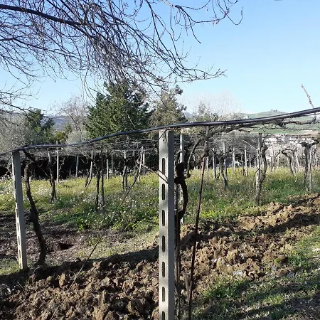 Pier Delle Vigne Pineto