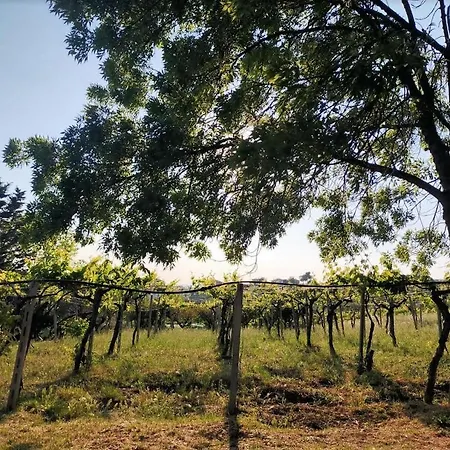 Pier Delle Vigne Farm stay Pineto