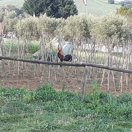 Pier Delle Vigne Pineto