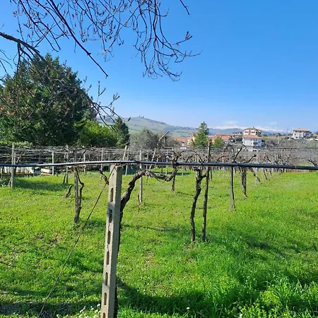 Pier Delle Vigne *