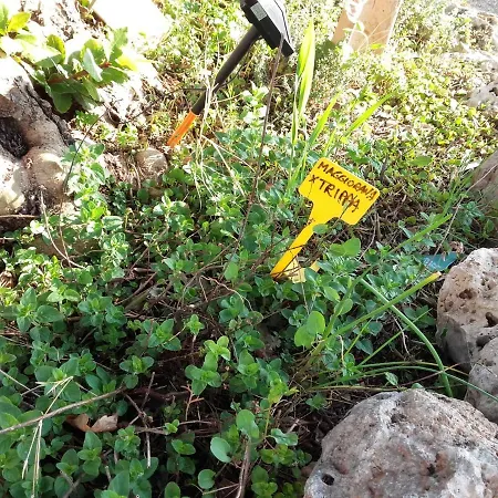 Gospodarstwo agroturystyczne Pier Delle Vigne *