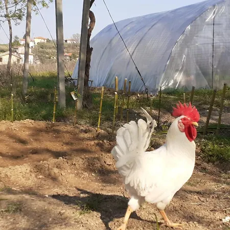 Farm stay Pier Delle Vigne *