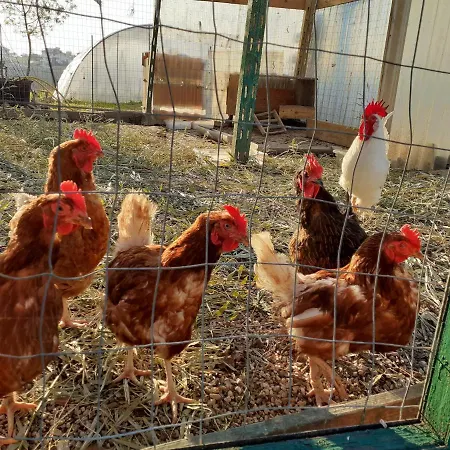 Alojamento de Turismo Rural Pier Delle Vigne Pineto