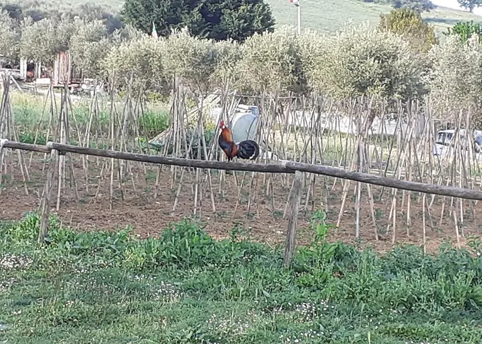 Pier Delle Vigne Пинето