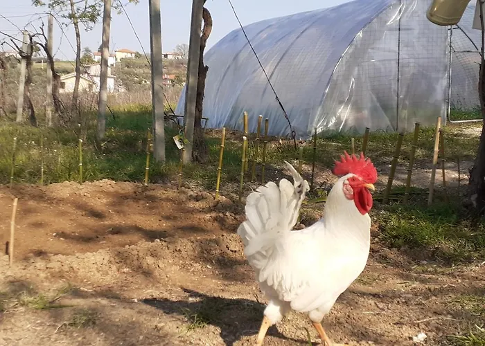 Фермерский дом Pier Delle Vigne *